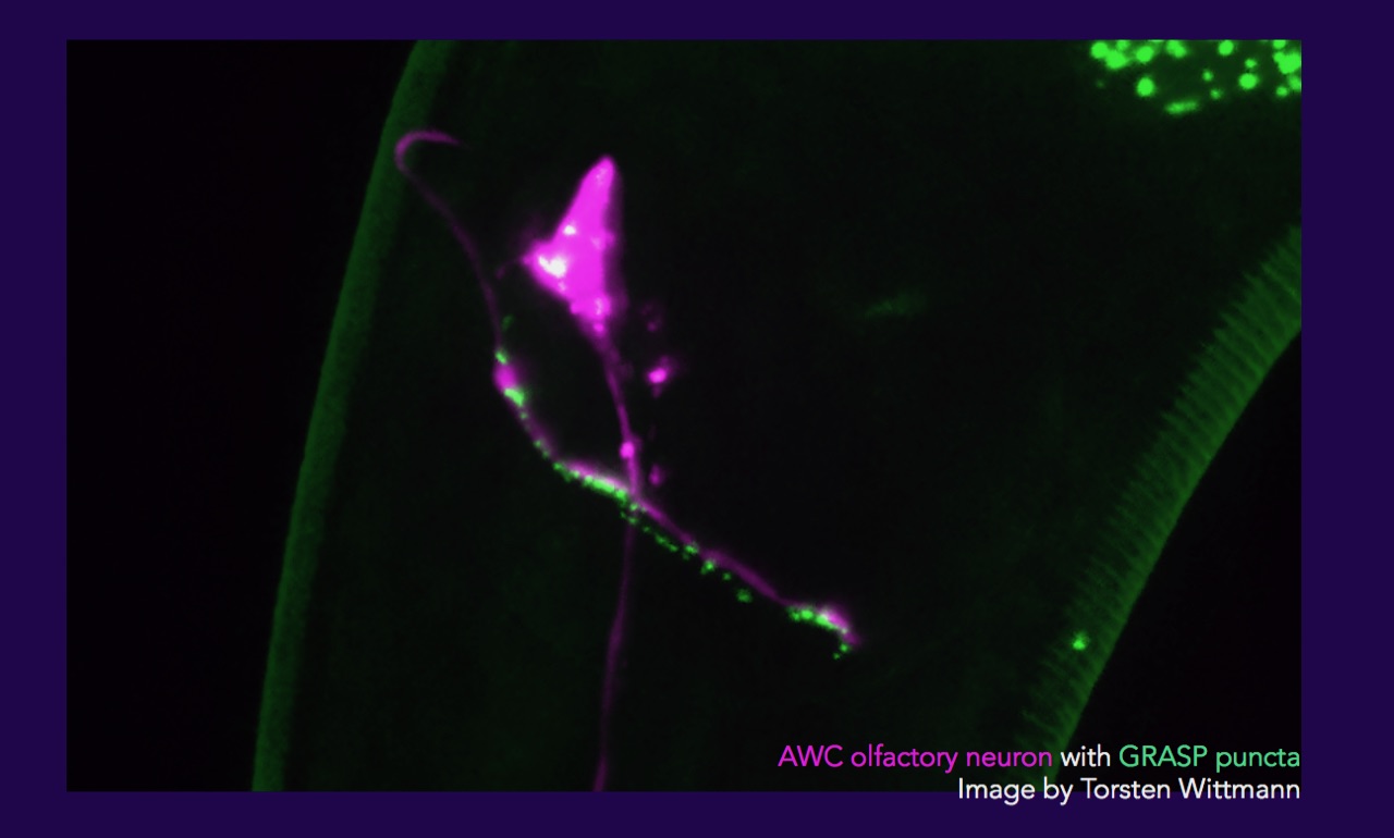 AWC olefactory neuron with GRASP puncta. Image by Torsten Wittmann