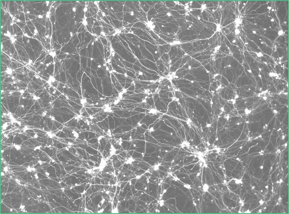 Human cortical-like excitatory neurons in vitro