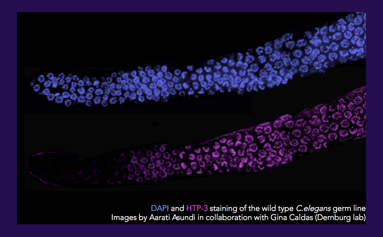 DAPI and HTP-3 staining of the wild type C.elegans germ line. Images by Aarati Asundi in collaboration with Gina Caldas (Dernburg Lab)