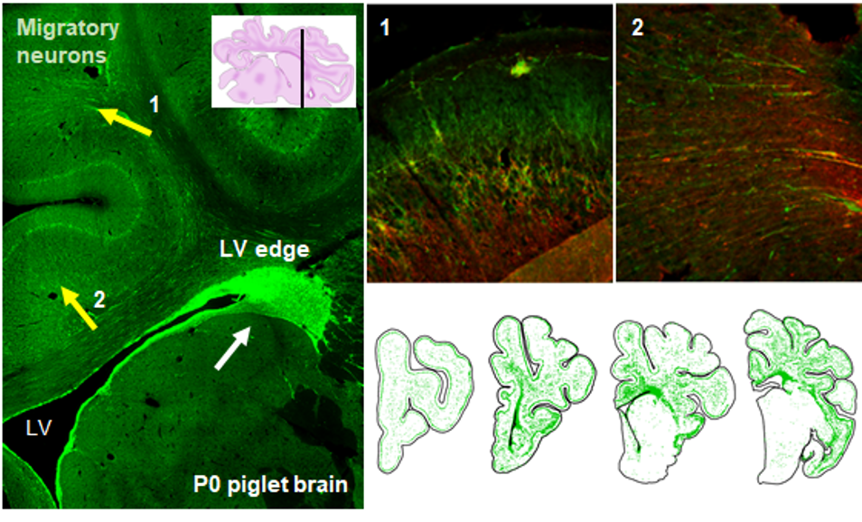 Migratory neurons in piglet brain